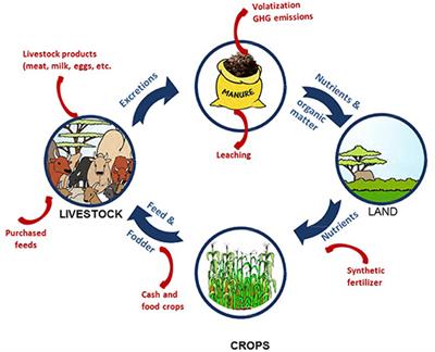 Manure Management Practices and Policies in Sub-Saharan Africa: Implications on Manure Quality as a Fertilizer